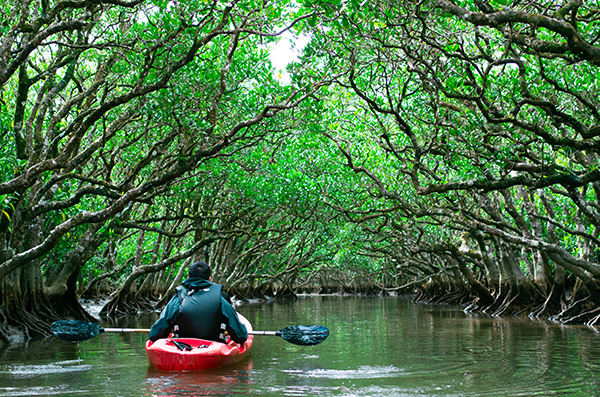 マングローブカヌー・カヤック